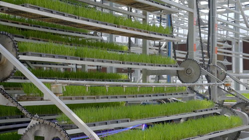 工廠化秧苗繁育系統(tǒng) 為智慧大棚裝上集成與實用的智慧“大腦”